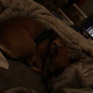 Meet your Posher, Joan